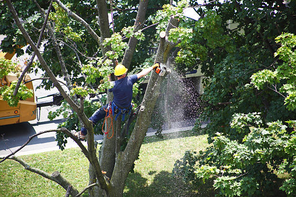 Reliable Cascade, ID Tree Services Solutions